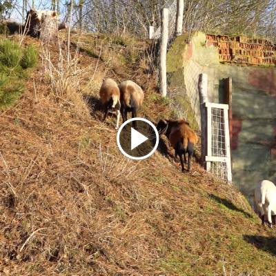 Die Schafe im Land der Tiere, dem veganen Tierschutzzentrum zwischen Hamburg, Berlin und Lüneburg