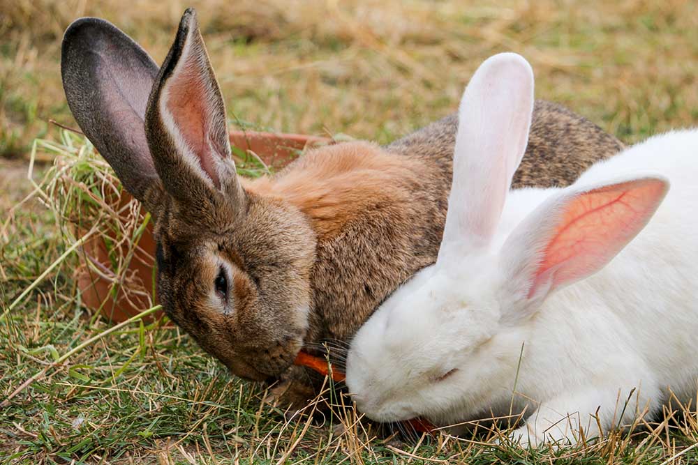 Kaninchen Fiffi und sein Bruder im Land der Tiere, dem veganen Tierschutzzentrum zwischen Hamburg, Berlin und Lüneburg