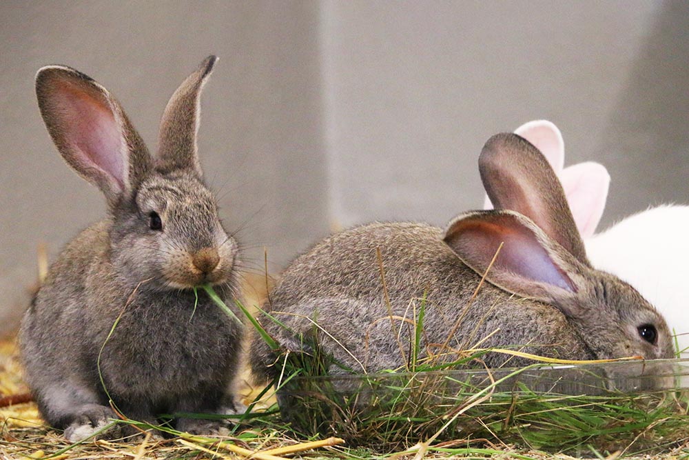 Kaninchen Fiffi und ihre Brüder im Land der Tiere, dem veganen Tierschutzzentrum zwischen Hamburg, Berlin und Lüneburg