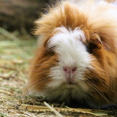 Meerschweinchen Frieda im Land der Tiere, dem veganen Tierschutzzentrum zwischen Hamburg, Berlin und Lüneburg