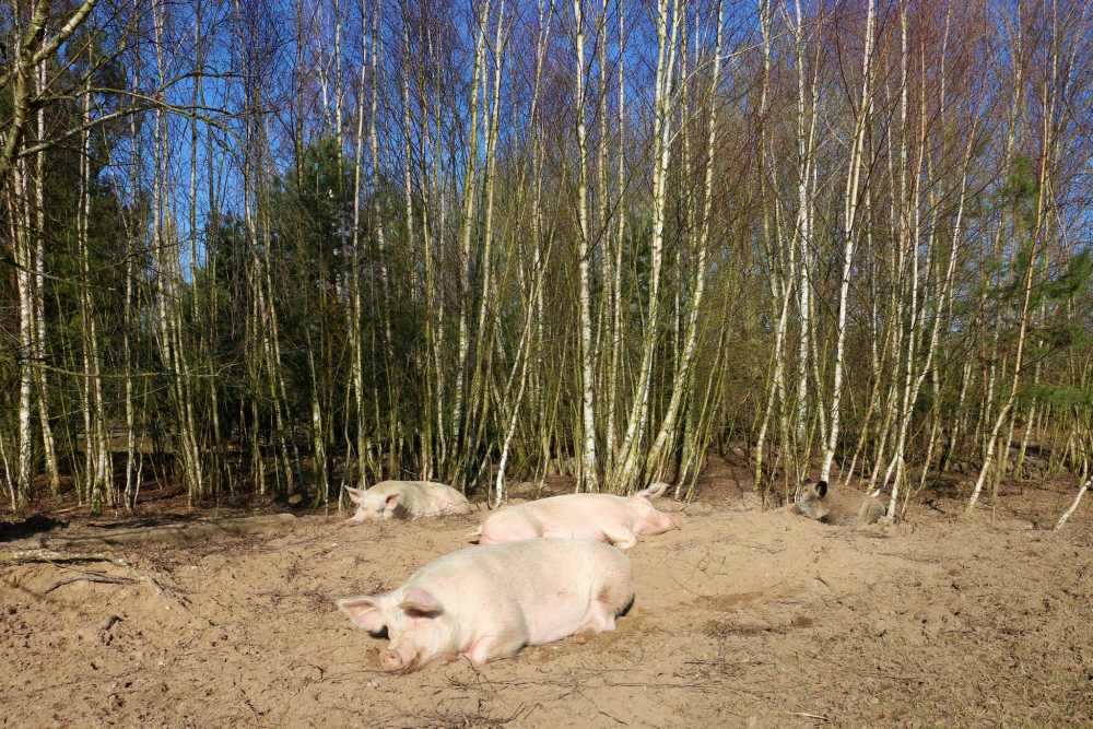Die Schweine genießen die Sonne im Schweineland im Land der Tiere, dem veganen Tierschutzzentrum zwischen Hamburg, Berlin und Lüneburg