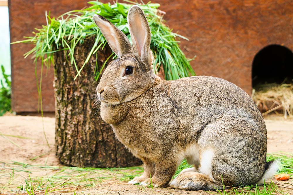 Kaninchen Frau Heinrich im Land der Tiere, dem veganen Tierschutzzentrum zwischen Hamburg, Berlin und Lüneburg