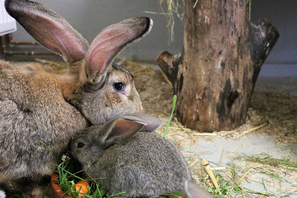 Kaninchen Helga im Land der Tiere, dem veganen Tierschutzzentrum zwischen Hamburg, Berlin und Lüneburg