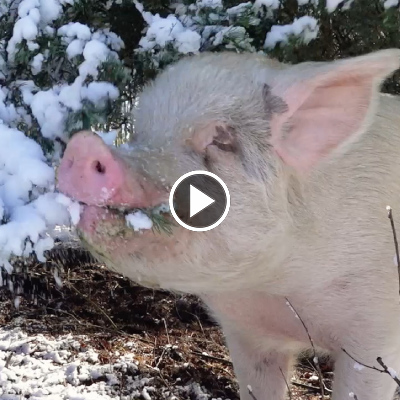Schwein Helge im Schnee im Land der Tiere, dem veganen Tierschutzzentrum zwischen Hamburg, Berlin und Lüneburg