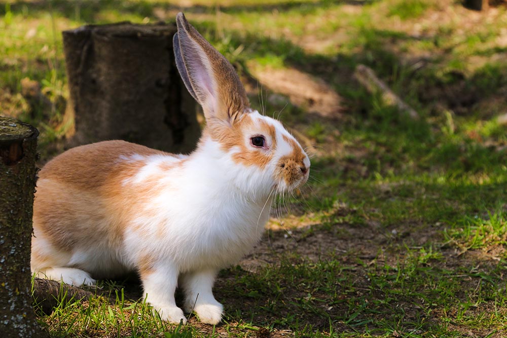 Kaninchen Herr Lili im Land der Tiere, dem veganen Tierschutzzentrum zwischen Hamburg, Berlin und Lüneburg