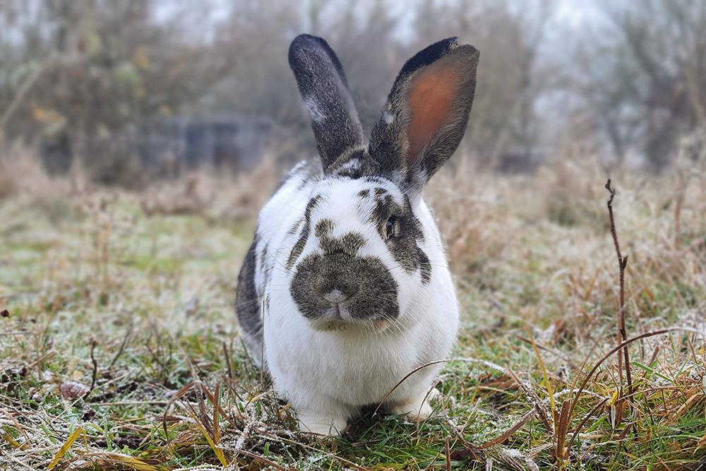 Kaninchen Herr Ostermann im Land der Tiere, dem veganen Tierschutzzentrum zwischen Hamburg, Berlin und Lüneburg