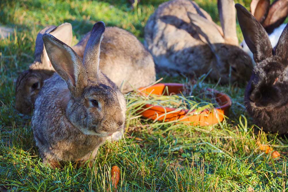 Kaninchen Leo im Land der Tiere, dem veganen Tierschutzzentrum zwischen Hamburg, Berlin und Lüneburg