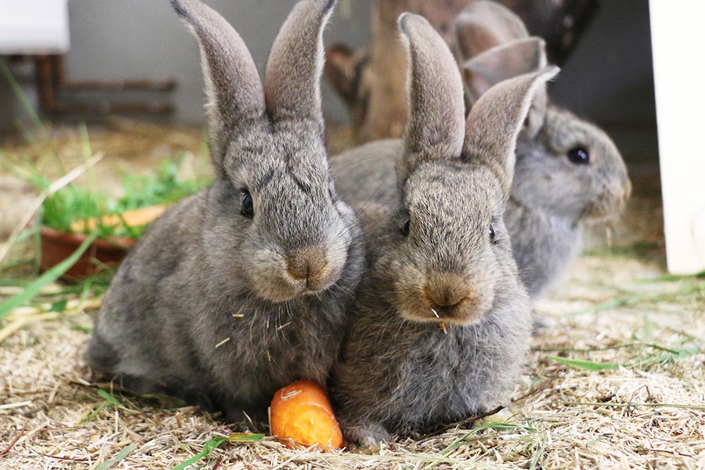Kaninchen Leo und Familie im Land der Tiere, dem veganen Tierschutzzentrum zwischen Hamburg, Berlin und Lüneburg