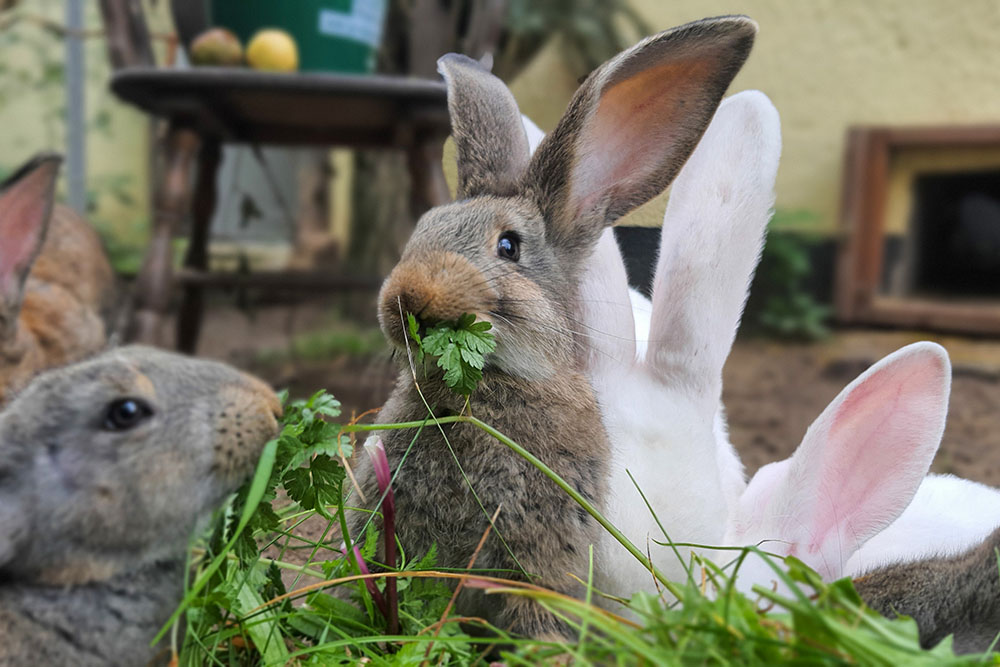 Kaninchen Leo im Land der Tiere, dem veganen Tierschutzzentrum zwischen Hamburg, Berlin und Lüneburg