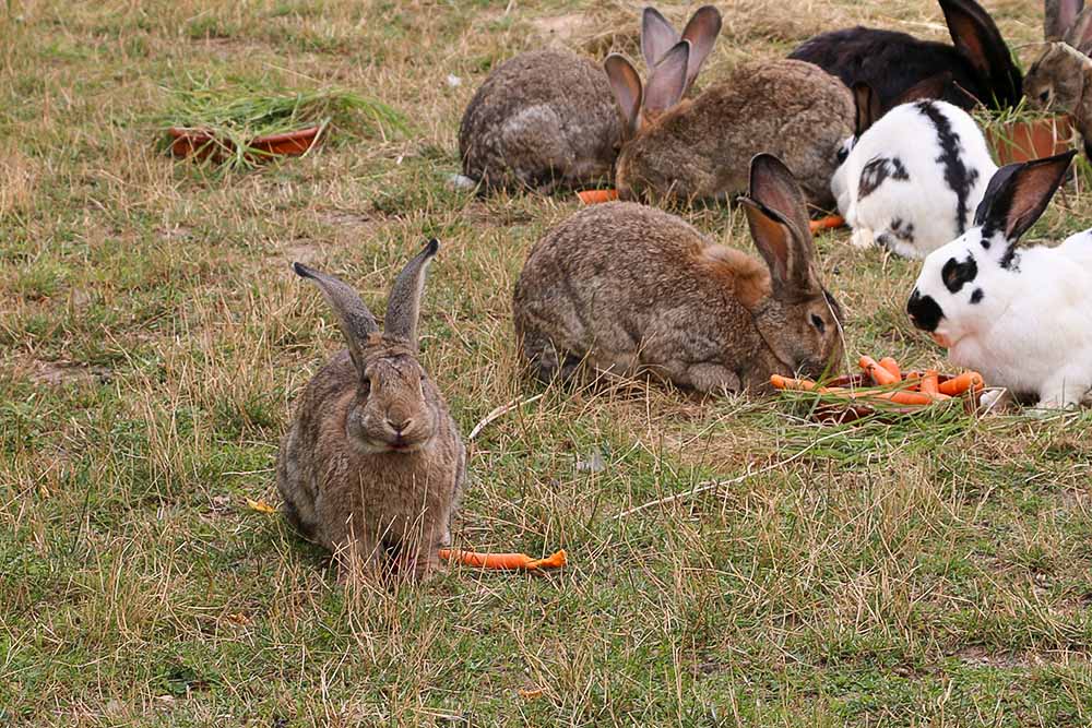 Kaninchen Ole und seine Familie im Land der Tiere, dem veganen Tierschutzzentrum zwischen Hamburg, Berlin und Lüneburg