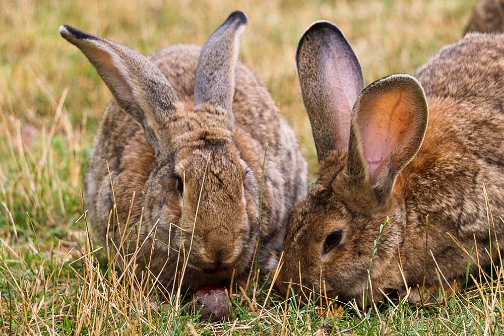 Kaninchen Ole im Land der Tiere, dem veganen Tierschutzzentrum zwischen Hamburg, Berlin und Lüneburg