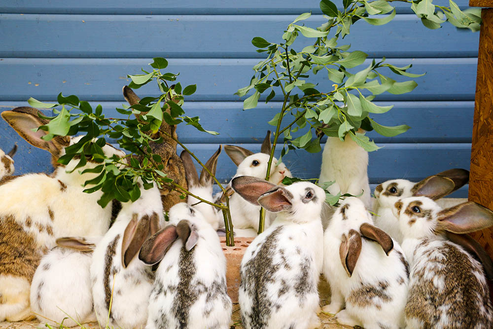 Kaninchen Osterkinder im Land der Tiere, dem veganen Tierschutzzentrum zwischen Hamburg, Berlin und Lüneburg