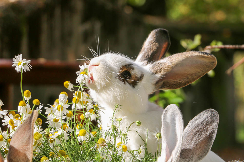 Kaninchen Osterkinder im Land der Tiere, dem veganen Tierschutzzentrum zwischen Hamburg, Berlin und Lüneburg