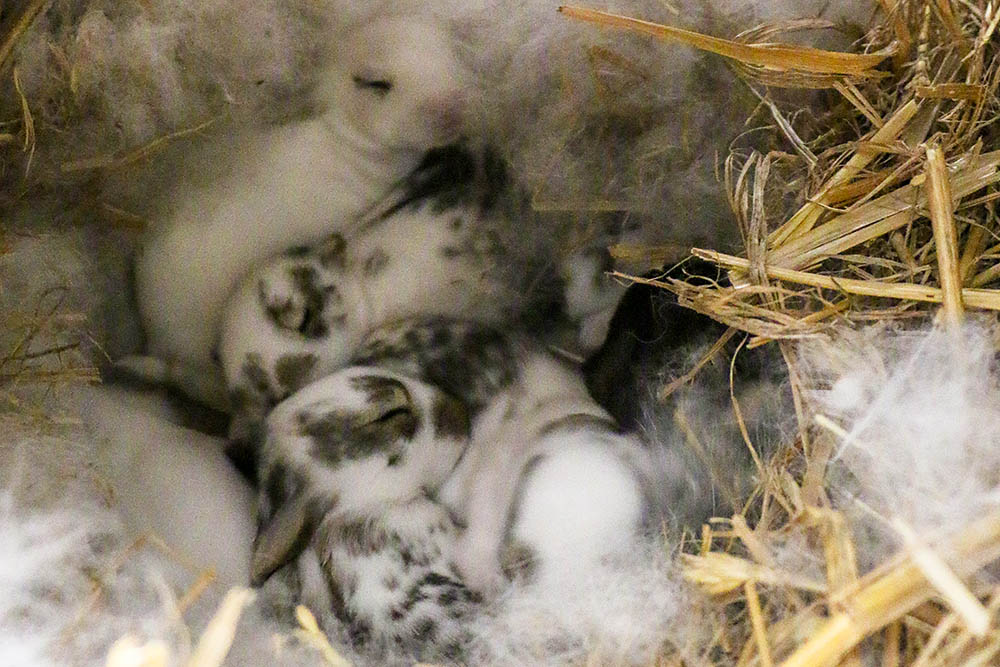 Die Kaninchen Ostermann-Babys im Land der Tiere, dem veganen Tierschutzzentrum zwischen Hamburg, Berlin und Lüneburg