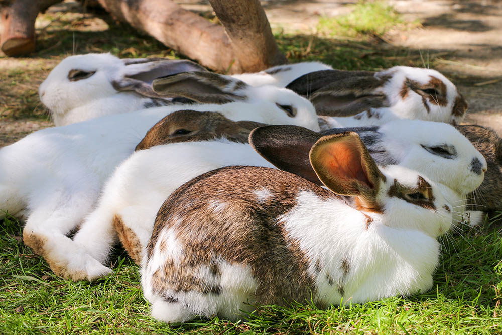 Die Kaninchen Ostermann-Babys im Land der Tiere, dem veganen Tierschutzzentrum zwischen Hamburg, Berlin und Lüneburg