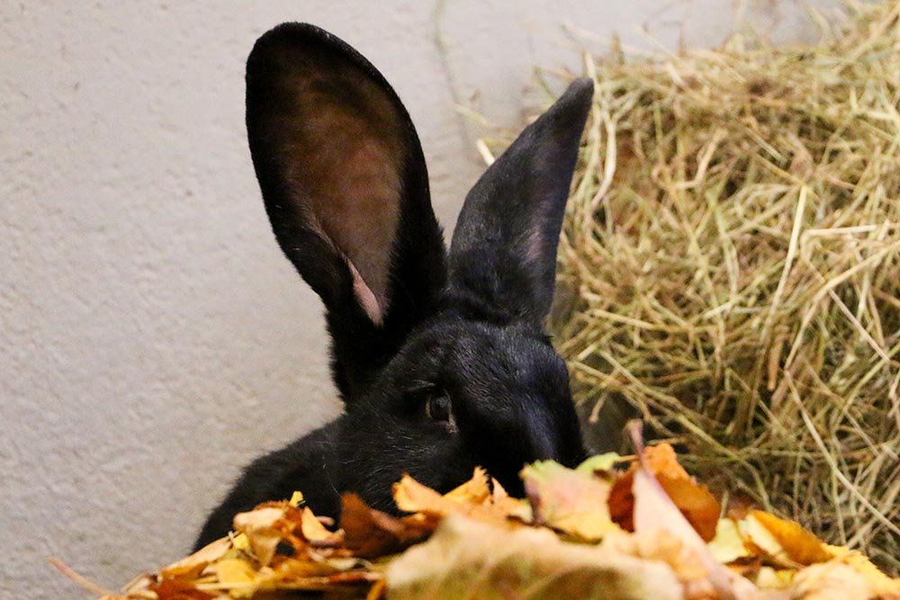 Kaninchen Pablo im Land der Tiere, dem veganen Tierschutzzentrum zwischen Hamburg, Berlin und Lüneburg