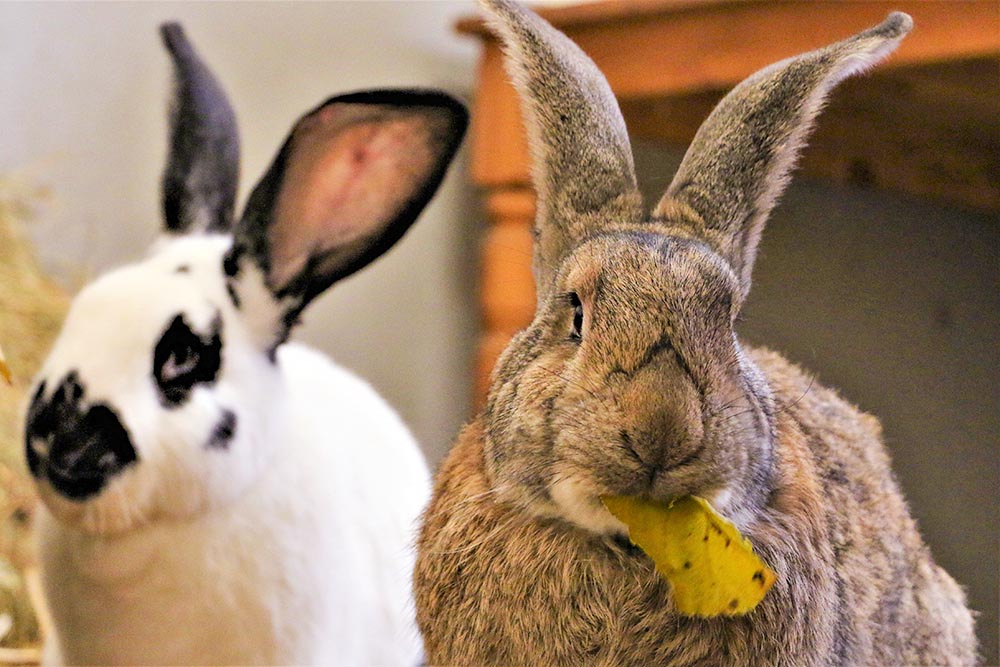 Kaninchen Pluto und Pongo im Land der Tiere, dem veganen Tierschutzzentrum zwischen Hamburg, Berlin und Lüneburg