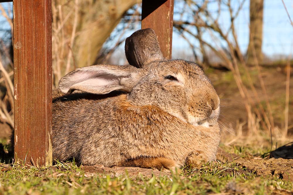 Kaninchen Pluto im Land der Tiere, dem veganen Tierschutzzentrum zwischen Hamburg, Berlin und Lüneburg