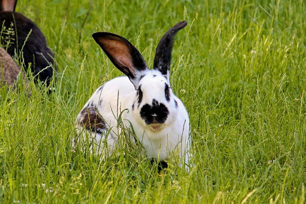 Kaninchen Pongo im Land der Tiere, dem veganen Tierschutzzentrum zwischen Hamburg, Berlin und Lüneburg