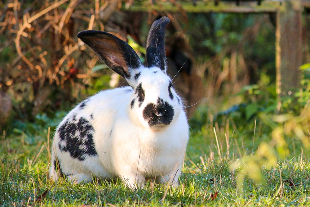 Kaninchen Pongo im Land der Tiere, dem veganen Tierschutzzentrum zwischen Hamburg, Berlin und Lüneburg