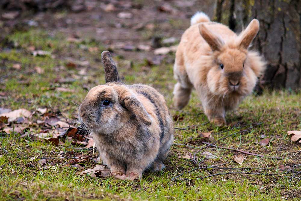 Kaninchen Poppins & Hoppins im Land der Tiere, dem veganen Tierschutzzentrum zwischen Hamburg, Berlin und Lüneburg