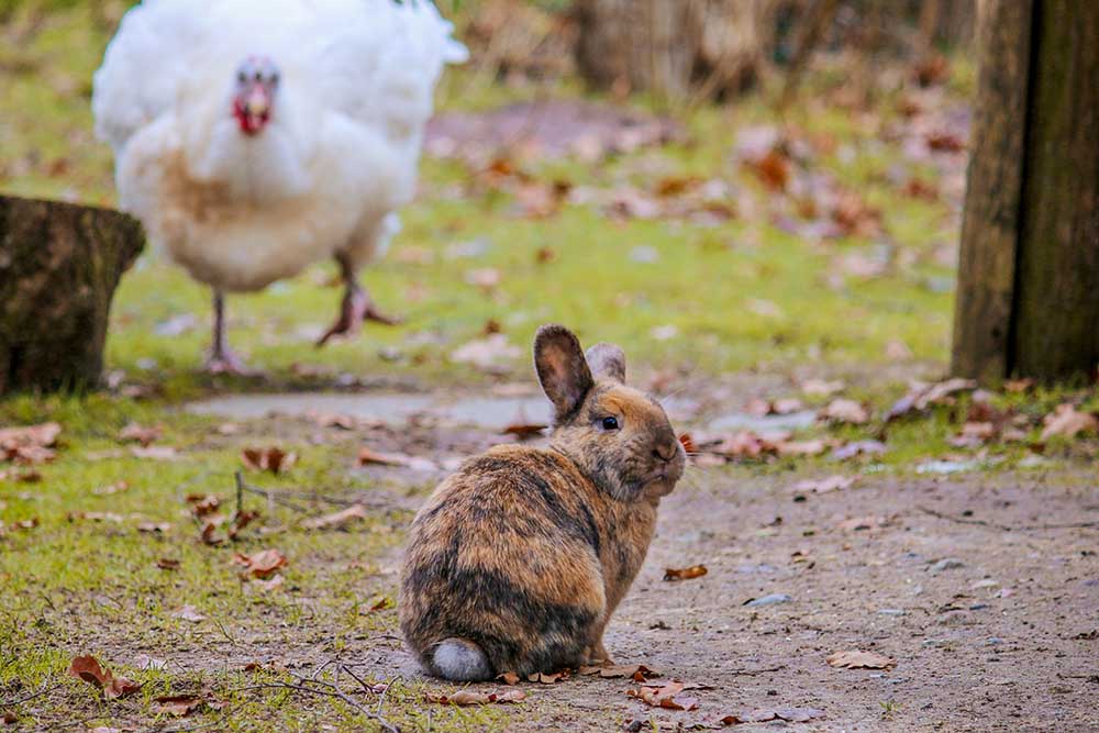Kaninchen Poppins im Land der Tiere, dem veganen Tierschutzzentrum zwischen Hamburg, Berlin und Lüneburg