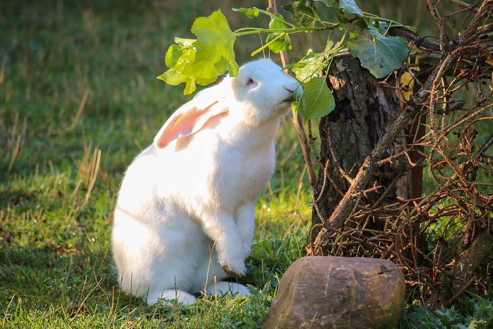Kaninchen Stuart im Land der Tiere, dem veganen Tierschutzzentrum zwischen Hamburg, Berlin und Lüneburg
