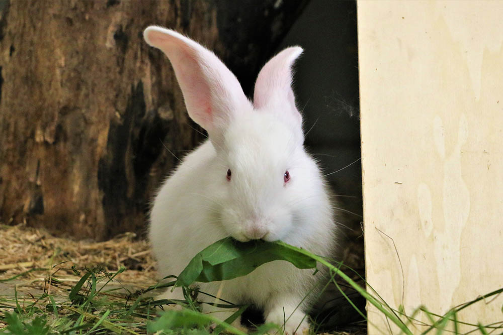 Kaninchen Stuart im Land der Tiere, dem veganen Tierschutzzentrum zwischen Hamburg, Berlin und Lüneburg