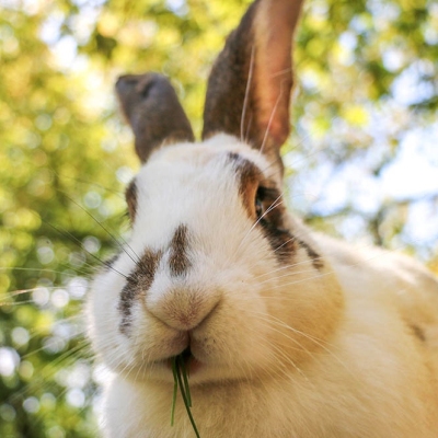Kaninchen Frau Ostermann im Land der Tiere, dem veganen Tierschutzzentrum zwischen Hamburg, Berlin und Lüneburg
