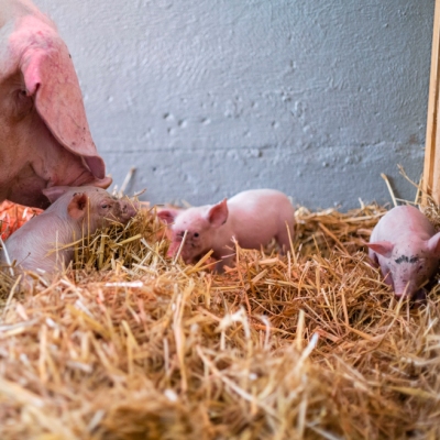 Schwein Hanna mit ihren Ferkeln Willi, Hein & Pia kurz nach ihrer Ankunft im Land der Tiere, dem veganen Tierschutzzentrum zwischen Hamburg, Berlin und Lüneburg