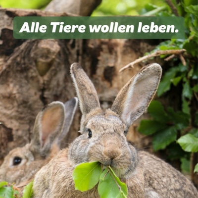 "Alle Tiere wollen leben": Die Kaninchen Familie Dr. Hasenbein im Land der Tiere, dem veganen Tierschutzzentrum zwischen Hamburg, Berlin und Lüneburg