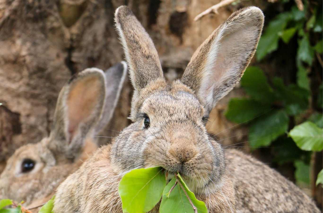 Familie Dr. Hasenbein Alle Tiere wollen leben Land der Tiere