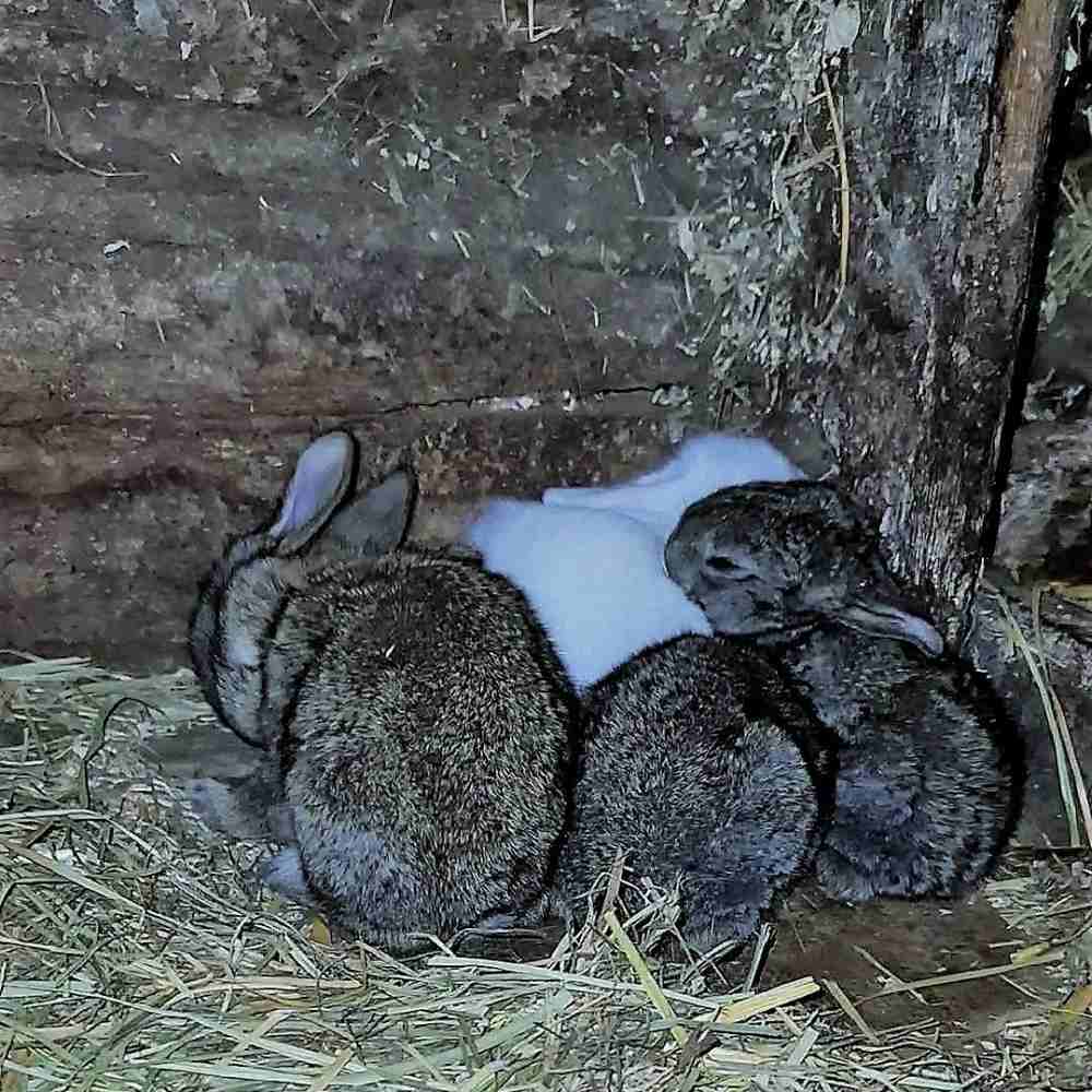 Die Kaninchenfamilie um Pongo, Helga und die Kids vor ihrer Rettung
