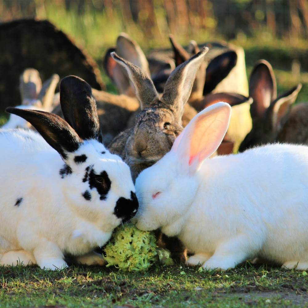 Die Kaninchenfamilie um Pongo, Helga und die Kids nach ihrer Rettung im Land der Tiere, dem veganen Tierschutzzentrum zwischen Hamburg, Berlin und Lüneburg