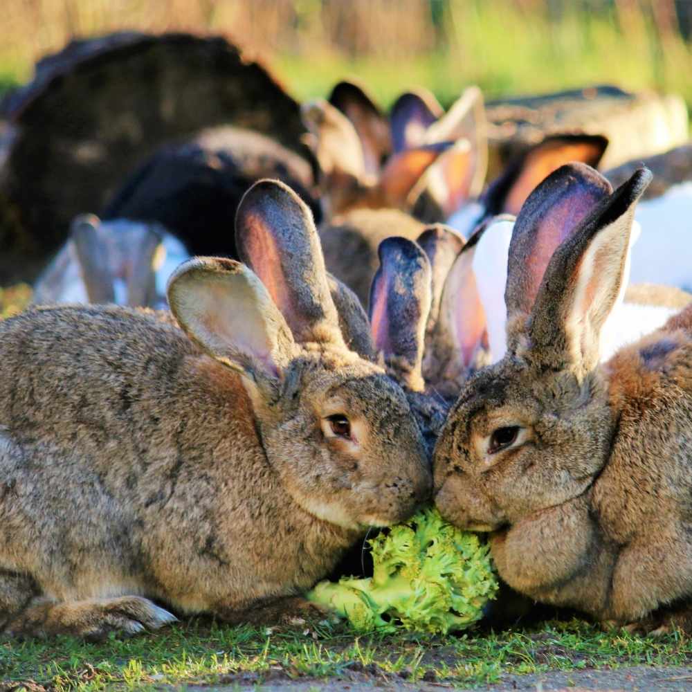Die Kaninchenfamilie um Pongo, Helga und die Kids nach ihrer Rettung im Land der Tiere, dem veganen Tierschutzzentrum zwischen Hamburg, Berlin und Lüneburg