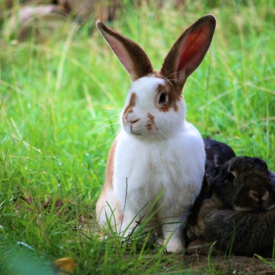 Kaninchen Herr Lilli im Land der Tiere, dem veganen Tierschutzzentrum zwischen Hamburg, Berlin und Lüneburg