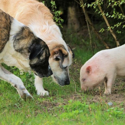 Die Hündinnen Muli & Nica mit Minischwein Eddie im Land der Tiere, dem veganen Tierschutzzentrum zwischen Hamburg, Berlin und Lüneburg