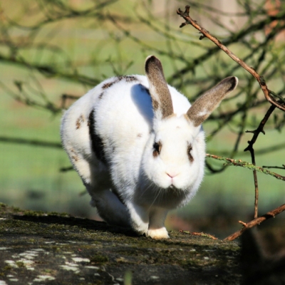 Die Kaninchen Familie Ostermann im Land der Tiere, dem veganen Tierschutzzentrum zwischen Hamburg, Berlin und Lüneburg