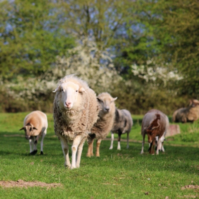 Schaf Ramona und die anderen Schafe im Land der Tiere, dem veganen Tierschutzzentrum zwischen Hamburg, Berlin und Lüneburg