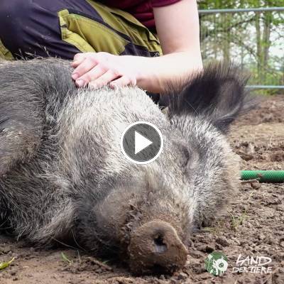 Wildschwein Resi im Land der Tiere, dem veganen Tierschutzzentrum zwischen Hamburg, Berlin und Lüneburg