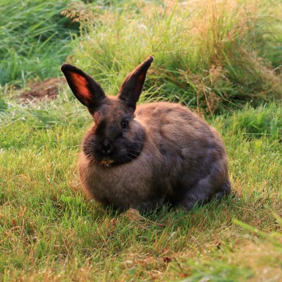 Kaninchen Charlotte im Land der Tiere, dem veganen Tierschutzzentrum zwischen Hamburg, Berlin und Lüneburg