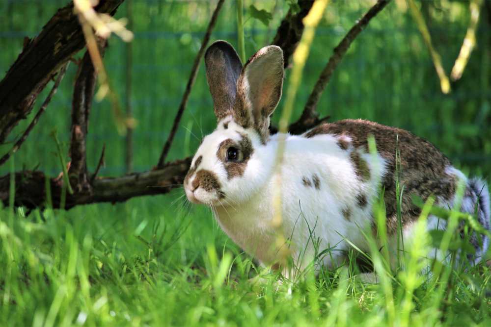 Die Kaninchen Familie Ostermann im Land der Tiere, dem veganen Tierschutzzentrum zwischen Hamburg, Berlin und Lüneburg
