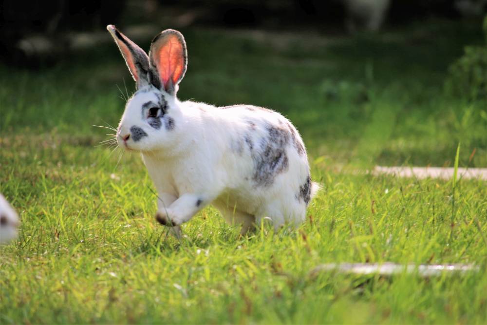Die Kaninchen Familie Ostermann im Land der Tiere, dem veganen Tierschutzzentrum zwischen Hamburg, Berlin und Lüneburg