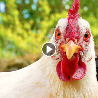 Die geretteten Hühner im Land der Tiere, dem veganen Tierschutzzentrum zwischen Hamburg, Berlin und Lüneburg