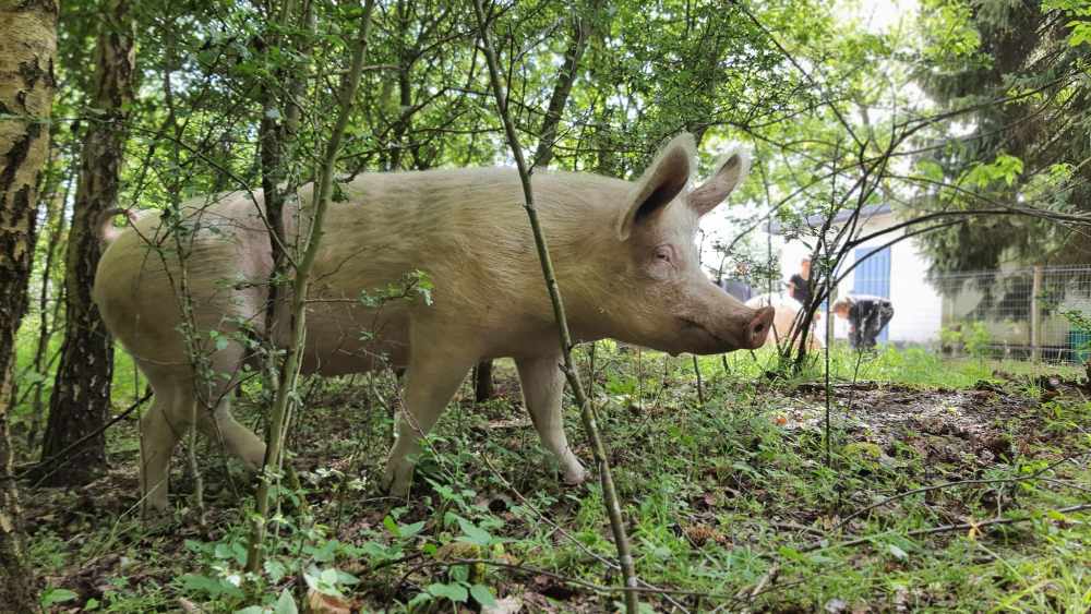 Schwein Willi im Land der Tiere, dem veganen Tierschutzzentrum zwischen Hamburg, Berlin und Lüneburg