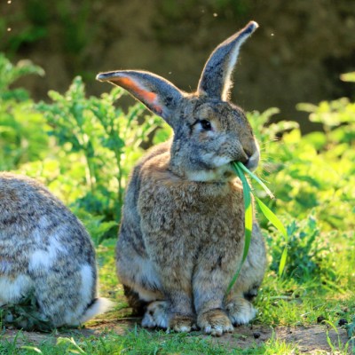 Die Kaninchen Leo, Brownie und Co. im Land der Tiere, dem veganen Tierschutzzentrum zwischen Hamburg, Berlin und Lüneburg