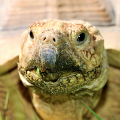 Spornschildkröte Mali im Land der Tiere, dem veganen Tierschutzzentrum zwischen Hamburg, Berlin und Lüneburg
