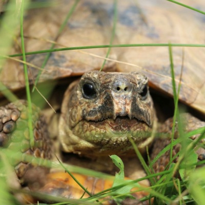 Schildkröte Noa im Land der Tiere, dem veganen Tierschutzzentrum zwischen Hamburg, Berlin und Lüneburg