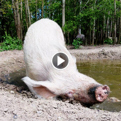 Schwein Pia in der Suhle im Schweineland im Land der Tiere, dem veganen Tierschutzzentrum zwischen Hamburg, Berlin und Lüneburg