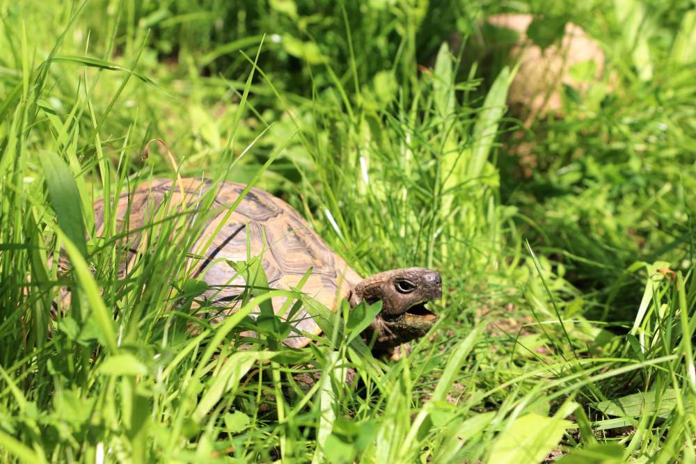 Schildkröte Maio im Land der Tiere, dem veganen Tierschutzzentrum zwischen Hamburg, Berlin und Lüneburg